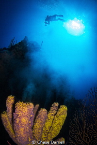 "Smoke Stack"
A Spawning Sponge releases what looks like... by Chase Darnell 